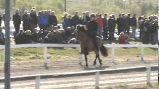 Nökkvi frá Syðra Skörðugili - Breeding show in 2014