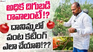 దానిమ్మలో పంట కటింగ్ ఎలా చేయాలి | POMEGRANATE FARMING TELUGU | CULTIVATION