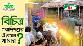 বিচিত্র গবাদিপশুর এ কেমন খামার? | Shykh Seraj | Channel i |