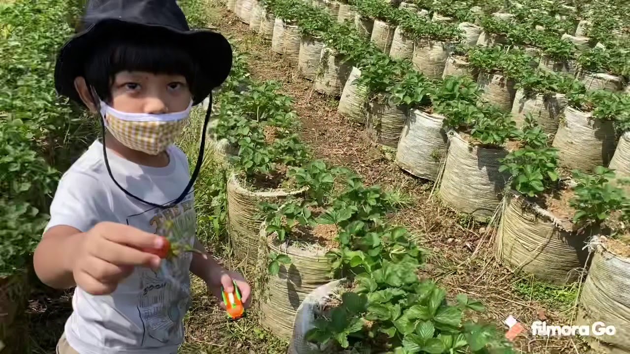 WISATA PETIK STRAWBERRY DI PUNCAK TERBARU 2020 - YouTube