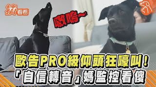 歐告PRO級仰頭狂嚎叫！「自信轉音」媽監控看傻｜TVBS新聞｜擠看看 #shorts