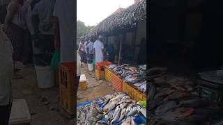 See live fishes.. బ్రతికిన చాపలు #fish #viral #shorts #ytshorts #reels