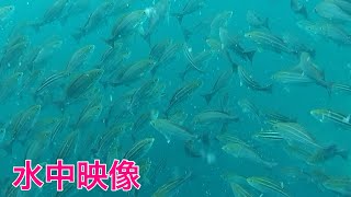 【水中映像】よく行く釣り場で水中カメラを投入するとイサキの群れに遭遇する　vol.1 　fishing