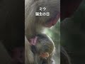 ミウちゃんが生まれた日 shorts 淡路島モンキーセンター 赤ち ニホンザル 淡路島 ゃん monkey