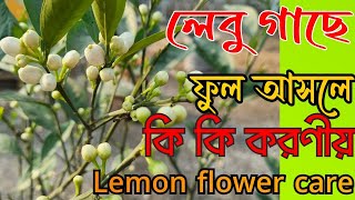 Lemon flower care লেবু গাছে ফুল আসলে কি কি করনীয়