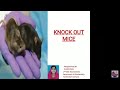 Knockout Mice | S Bincymol