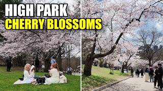 Exploring Toronto's High Park Cherry Blossoms in Full Bloom (April 2026)