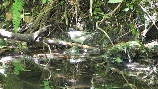 河口湖フィールドセンターのコガラの水浴び　その４８（4K60P動画）