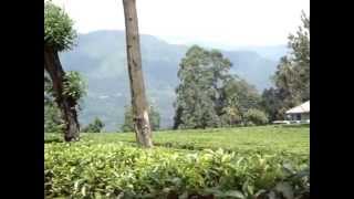 Tea Estate in Matale, Central Province, Sri Lanka