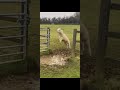 cute alpaca jumps over mud puddle alpaca llamas llama funnyanimalvideos