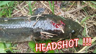 HEADSHOT !!! snakehead #ยิงปลา ปลาบินเข้าเต็มหัว!!! แม่น VS ฟลุ๊ค : คนหาปลา