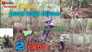 cek jerat babi hutan dapat 2 ekor👍👍