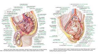 317. Загальна клубова артерія та її гілки - AnatomUa - AUDIO