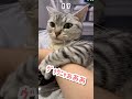 【猫動画】疲れたので早めに寝ようとしたら猫が巻き付いて来た‼︎笑 shorts