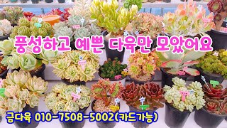 240616📍#금다육(카드가능) 러우 블랙캐시미어 당인금 라울 레드엘샤 마리드금 아르제 미네르바 파트리크 라울