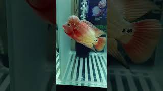 PREMIUM QUALITY KAMFA FLOWERHORN AVAILABLE AT BEST DEAL CONTACT -9591967554