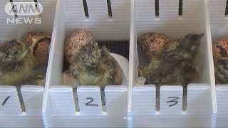 絶滅危機のライチョウ　上野と富山でふ化に成功(15/06/29)