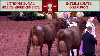 936 INTER CHAMPION - MILKING SHORTHORN