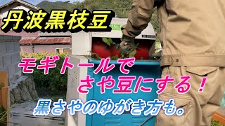 【丹波黒枝豆】えだまめ脱莢機(モギト－ル)で莢豆作りをします。