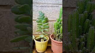 Collecting Cactus / Succulent #shorts #plants #cactuslove #succulent #collection