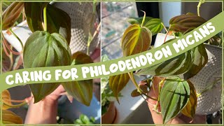 Caring for Philodendron MICANS | Care Guide Series!