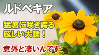 ルドベキアの育て方　寄せ植え素材としても優秀！猛暑に強いんです！