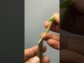 Best method and unique ideas for the grafting of fruit trees #grafting #plants #garden #tree​