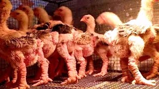 Fun Fact About The Dong Tao You Didn't Even Know | The Most Rare Chicken Breed