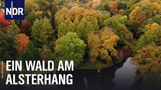 Naturoase in Hamburg: Der Zauberwald | Die Nordreportage | NDR Doku