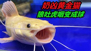 黃金招財貓魚吃泥鰍，把自己撐得像個球，吞食能力很是強大 #猛魚 #寵物