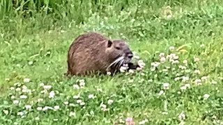 Wild nutria is cute