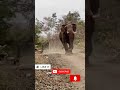 elephant picks up and throws truck full of tourists shorts viral elephant wildlife trending