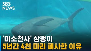 '미소천사' 상괭이, 5년간 4천 마리 폐사…대체 무슨 일? / SBS