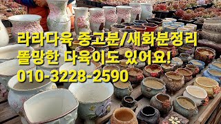 라라다육 중고분/새화분정리~똘망한 다육이도 있어요!010-3228-2590