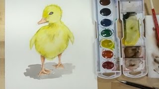 How to draw and paint a duck a baby duck (Duckling) with watercolor