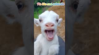 goat sound #viral #shorts #funny