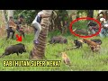 HEBOH❗BABI HUTAN KELUAR & Tabrak Lari Sepeda Motor Hingga Jatuh | Kurai Taji, Wild Boar Hunting..