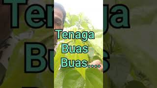 Pucuk Buas Buas Tenaga dan Selera Buas Buas...# short14 #selera buas(siri150)