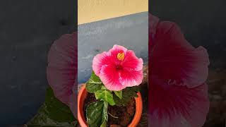 Hibiscus flower. #homegarden #garden #homegrownflowers #explore #ytshorts #shorts #viralshorts #fyp