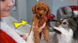 Surprising My Dogs With A Puppy!