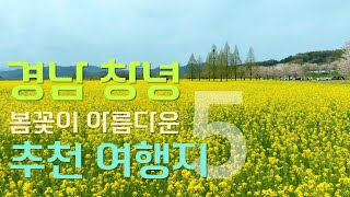 봄이라는 계절에 어울리는 경남 창녕  추천 여행지5 #만년교 #연지못 #유채꽃축제