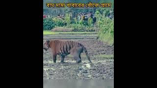 সুন্দরবনের বাঘ খাবারের খোঁজে গ্রামে। Royal Bengals Tiger