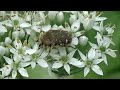 30秒の心象風景12661・花に潜む～ハナムグリ～