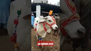 Maveshi Mandi Sa dhoond K Layi Ho | Bakra Eid 2023 | Full Kids Nasheed 2023 #bakraeid2023