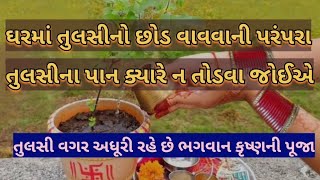 ઘર માં તુલસી નો છોડ વાવવાની પરંપરા||તુલસી ના પાન ક્યારે ના તોડવા જોઈએ|| #tulsi