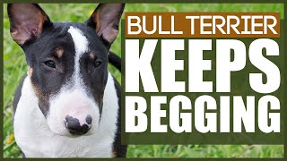 How To Stop Your BULL TERRIER BEGGING