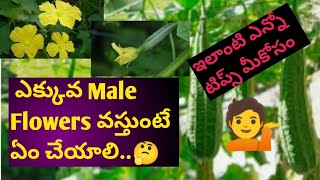 నేను నేర్చుకున్న కొన్ని టిప్స్...💁||Telugu vlogs||Gardening vlogs||AB vlogs||