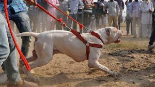 Special Dogs Market | Part 36 | Kohati gultair | Bully Gultair | Pakistani bully dog | Pk Animals