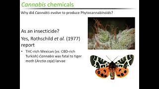 Hemp Chemicals and the Effects on the Human Body