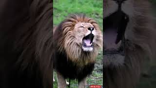 Lion 🦁 Roar Rare Video Footage || #shorts #lion #roar #animals #video #nature #reels